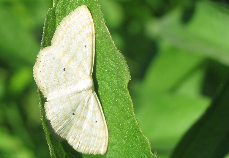 Falena da ID - Scopula immutata